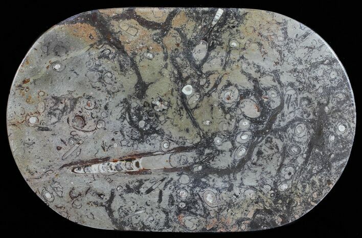 Fossil Orthoceras & Goniatite Plate - Stoneware #57790